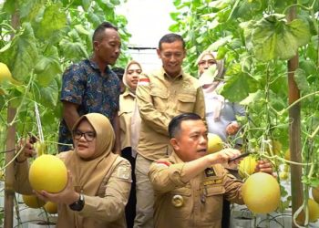 Bupati Tanjabtim Bersama Gubernur Jambi Panen Perdana Melon Premium