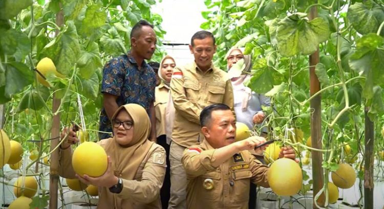 Bupati Tanjabtim Bersama Gubernur Jambi Panen Perdana Melon Premium