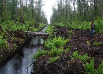 DPRD Provinsi, Akademisi, dan Project IMPLI 2025 Sepakat: Butuh Kolaborasi Nyata soal Gambut Jambi